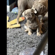 Pug - Both