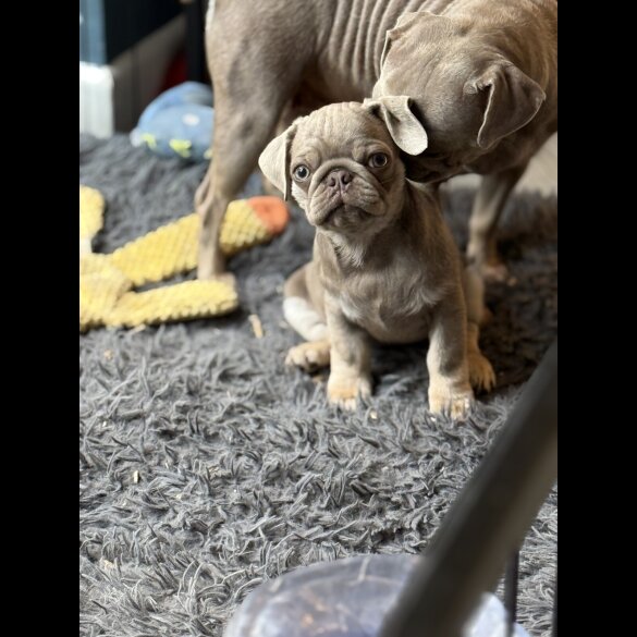 Pug - Both