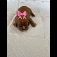 Cavalier King Charles Spaniel - Both