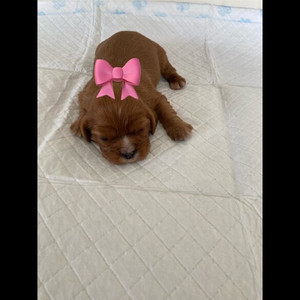 Cavalier King Charles Spaniel - Both