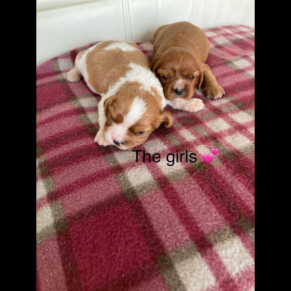 Cavalier King Charles Spaniel - Both