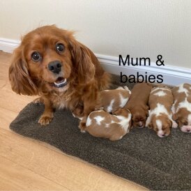 Cavalier King Charles Spaniel - Both