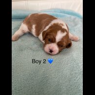 Cavalier King Charles Spaniel - Both