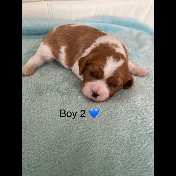 Cavalier King Charles Spaniel - Both