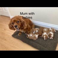 Cavalier King Charles Spaniel - Both
