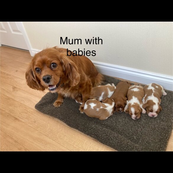 Cavalier King Charles Spaniel - Both