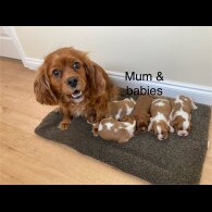 Cavalier King Charles Spaniel - Both