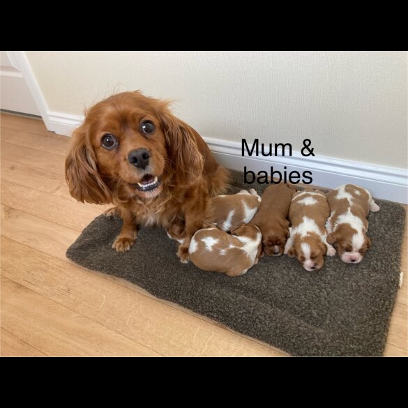 Cavalier King Charles Spaniel - Both