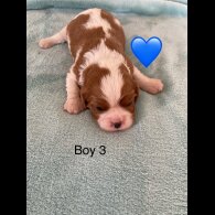 Cavalier King Charles Spaniel - Both