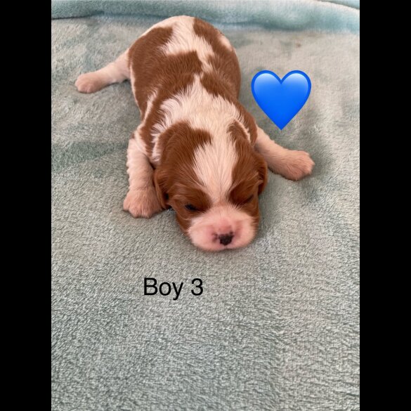 Cavalier King Charles Spaniel - Both