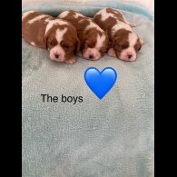 Cavalier King Charles Spaniel - Both