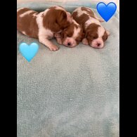 Cavalier King Charles Spaniel - Both