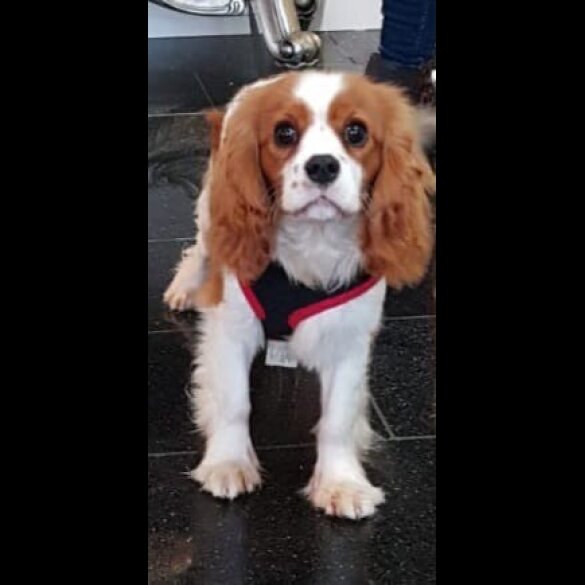 Cavalier King Charles Spaniel - Both