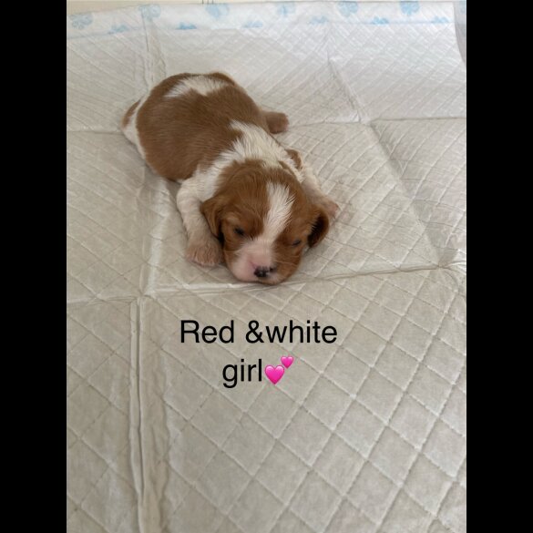 Cavalier King Charles Spaniel - Both