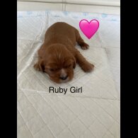 Cavalier King Charles Spaniel - Both