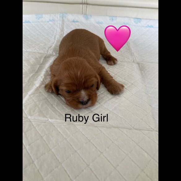 Cavalier King Charles Spaniel - Both