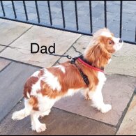 Cavalier King Charles Spaniel - Both