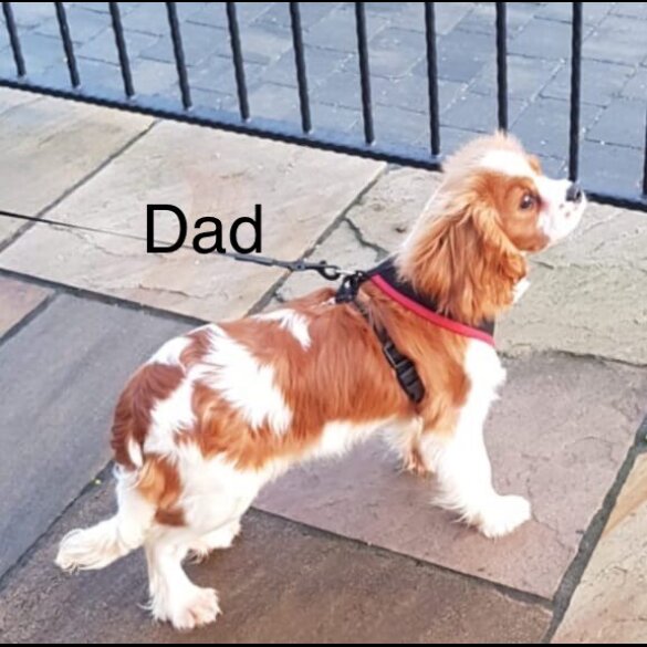 Cavalier King Charles Spaniel - Both
