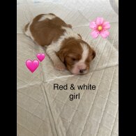 Cavalier King Charles Spaniel - Both