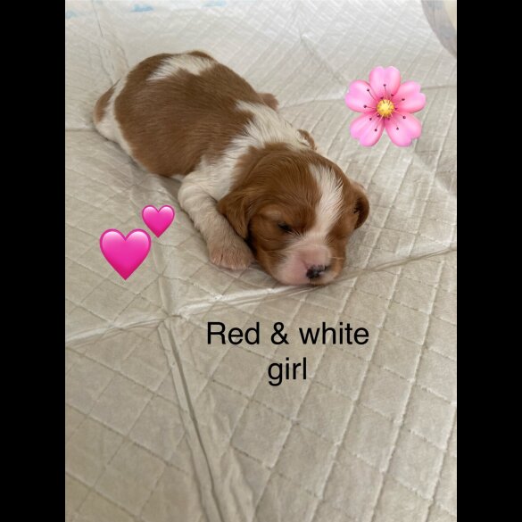 Cavalier King Charles Spaniel - Both