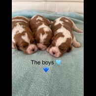 Cavalier King Charles Spaniel - Both