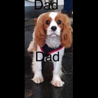Cavalier King Charles Spaniel - Both