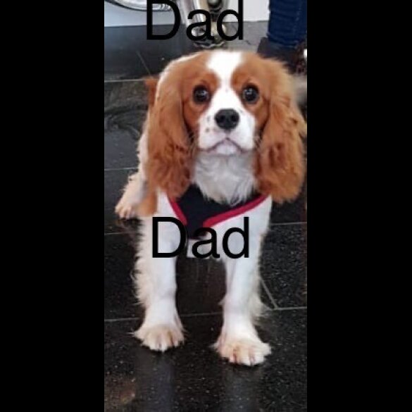 Cavalier King Charles Spaniel - Both