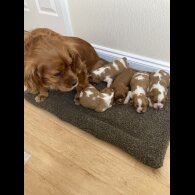 Cavalier King Charles Spaniel - Both