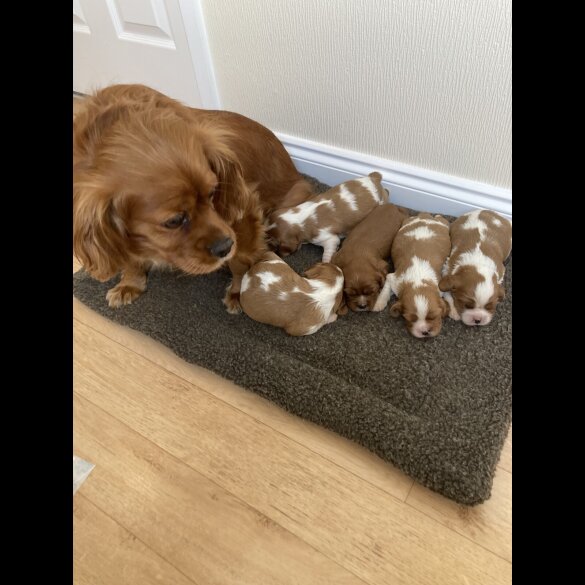 Cavalier King Charles Spaniel - Both