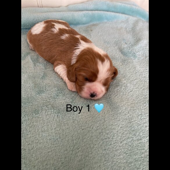 Cavalier King Charles Spaniel - Both