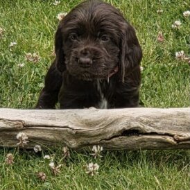 Cocker Spaniel (Working &amp; Show) - Both