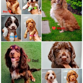 Cocker Spaniel (Working &amp; Show) - Both
