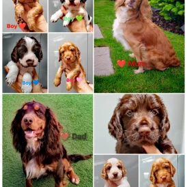 Cocker Spaniel (Working &amp; Show) - Both