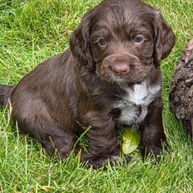 Cocker Spaniel (Working &amp; Show) - Both