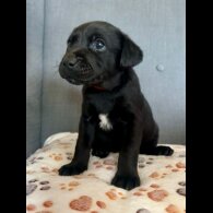 Labrador Retriever - Both