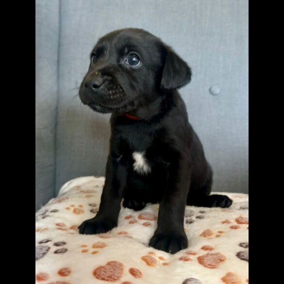 Labrador Retriever - Both
