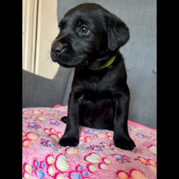 Labrador Retriever - Both