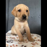 Labrador Retriever - Both