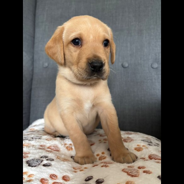 Labrador Retriever - Both