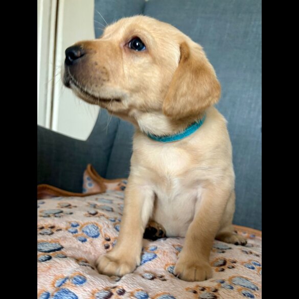Labrador Retriever - Both