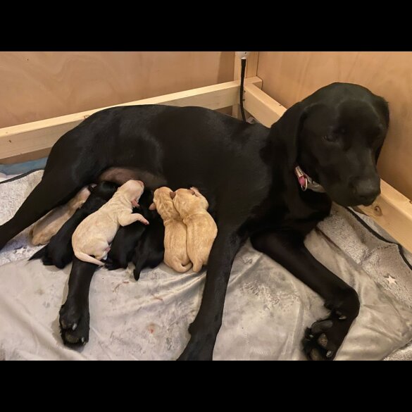 Labrador Retriever - Both