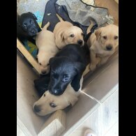 Labrador Retriever - Both