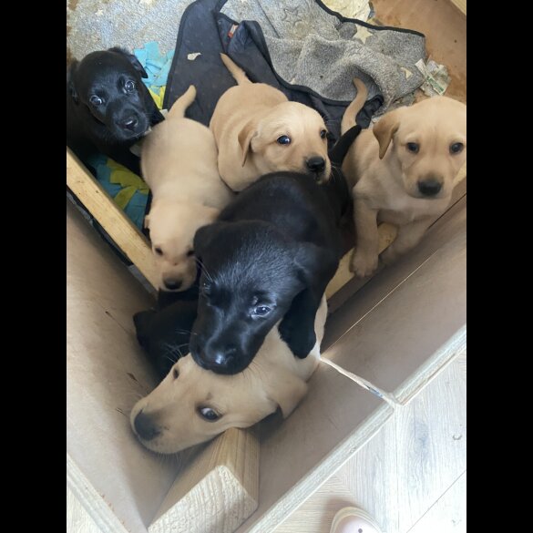 Labrador Retriever - Both