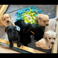 Labrador Retriever - Both