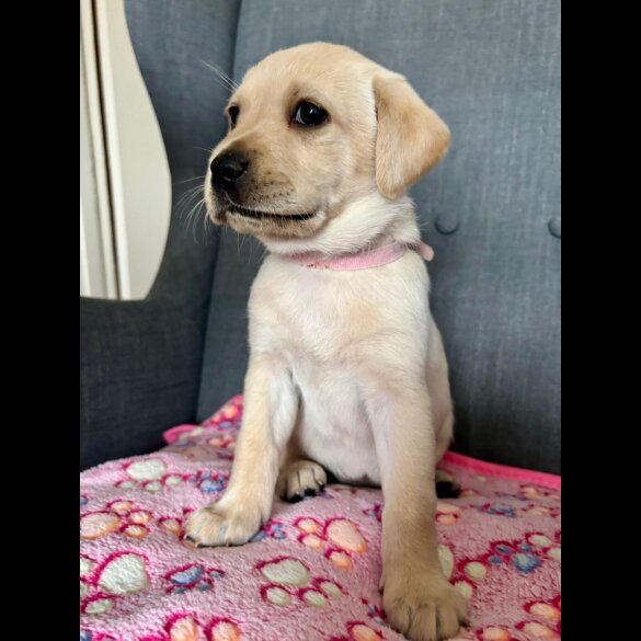 Labrador Retriever - Both