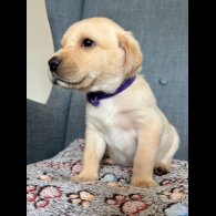 Labrador Retriever - Both