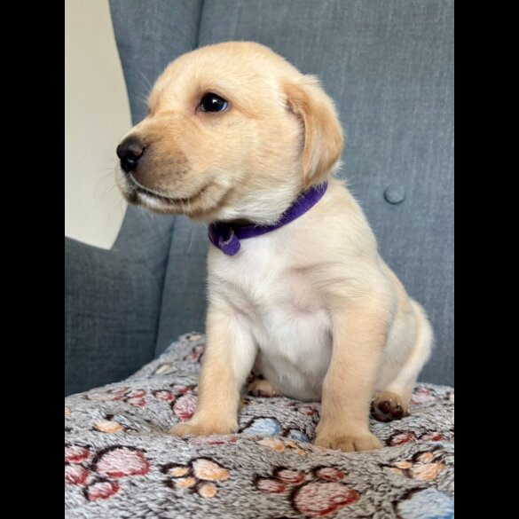 Labrador Retriever - Both