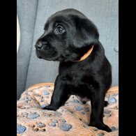 Labrador Retriever - Both