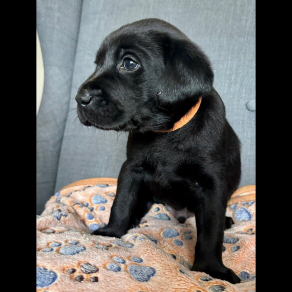 Labrador Retriever - Both