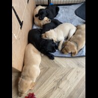 Labrador Retriever - Both